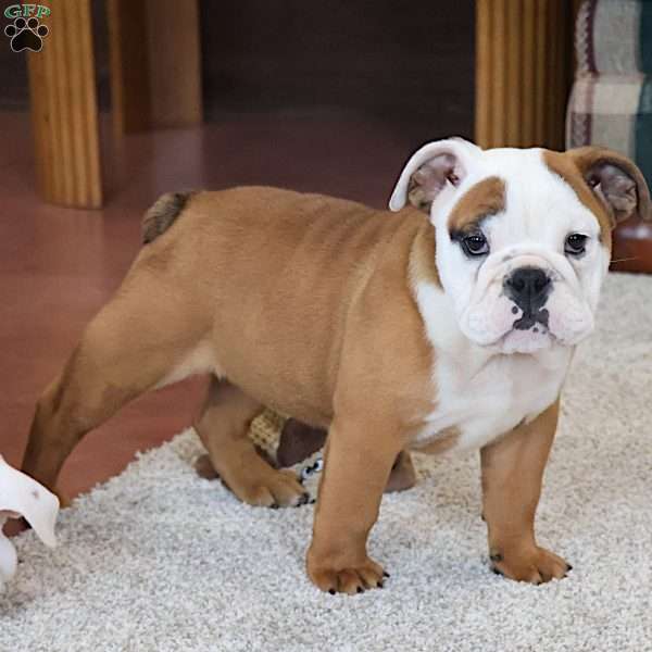 Bianca, English Bulldog Puppy